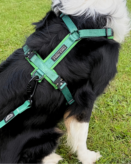 Dog wearing a green harness on a grassy field