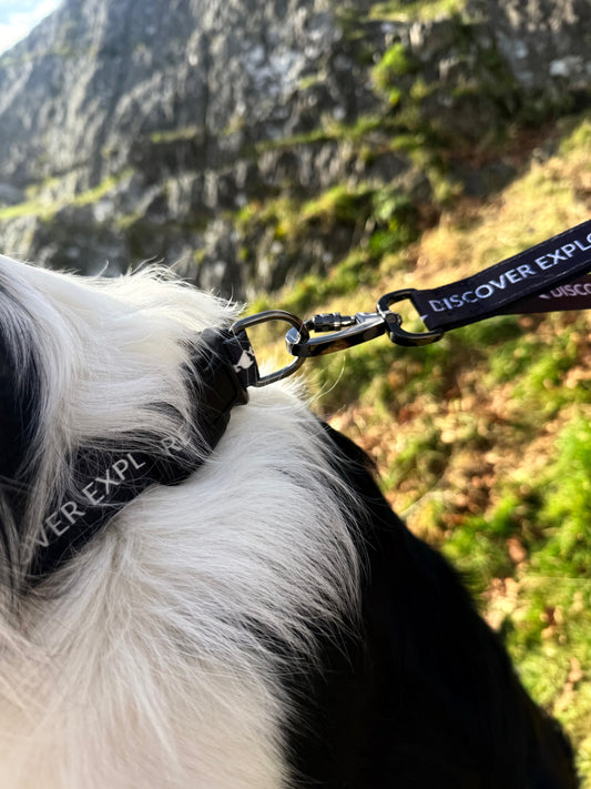 Fido's Signature Collar