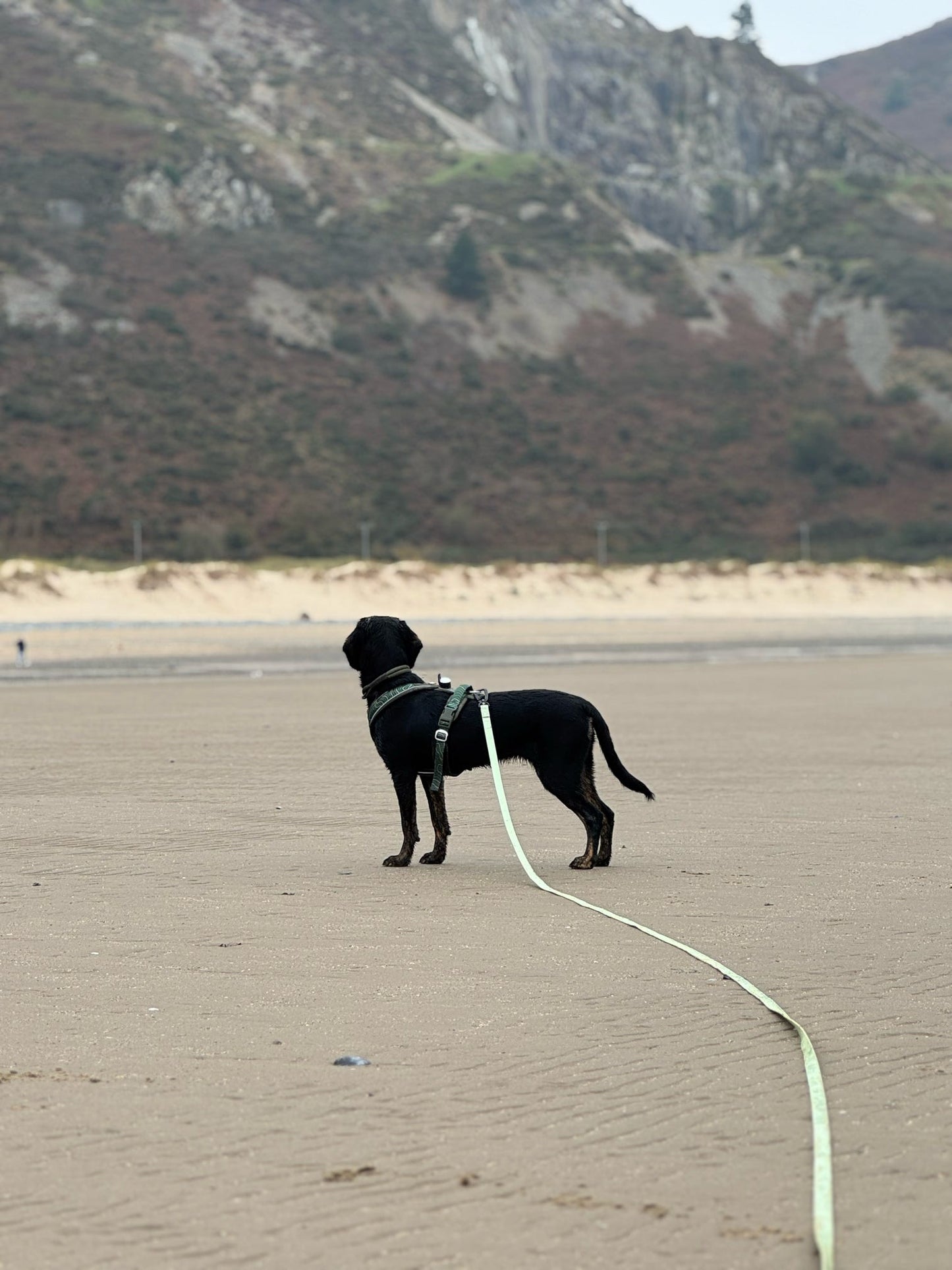Dog on 10m long lead at the beach, giving freedom while maintaining control during walks