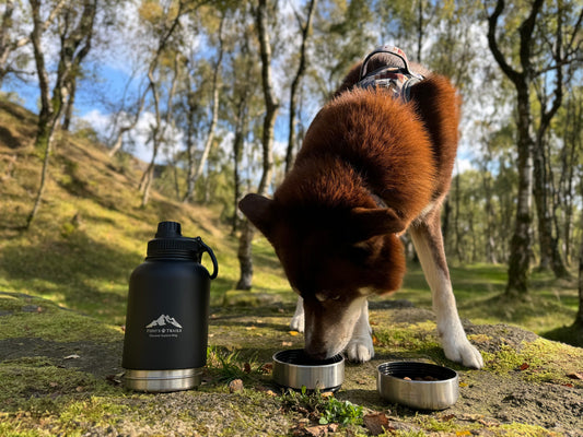Why the 3-in-1 Water Bottle Is the Healthier, Eco-Friendly Choice for You and Your Dog