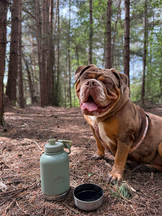Sustainable Dog Walking: How to Reduce Your Pawprint on the Planet