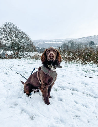 Top 5 Tips for Winter Adventures with Your Dog