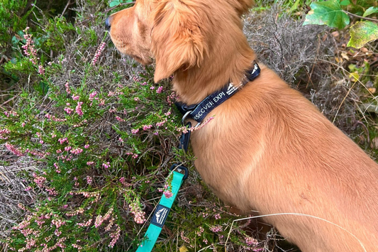Dog on a long line during recall training in an open field