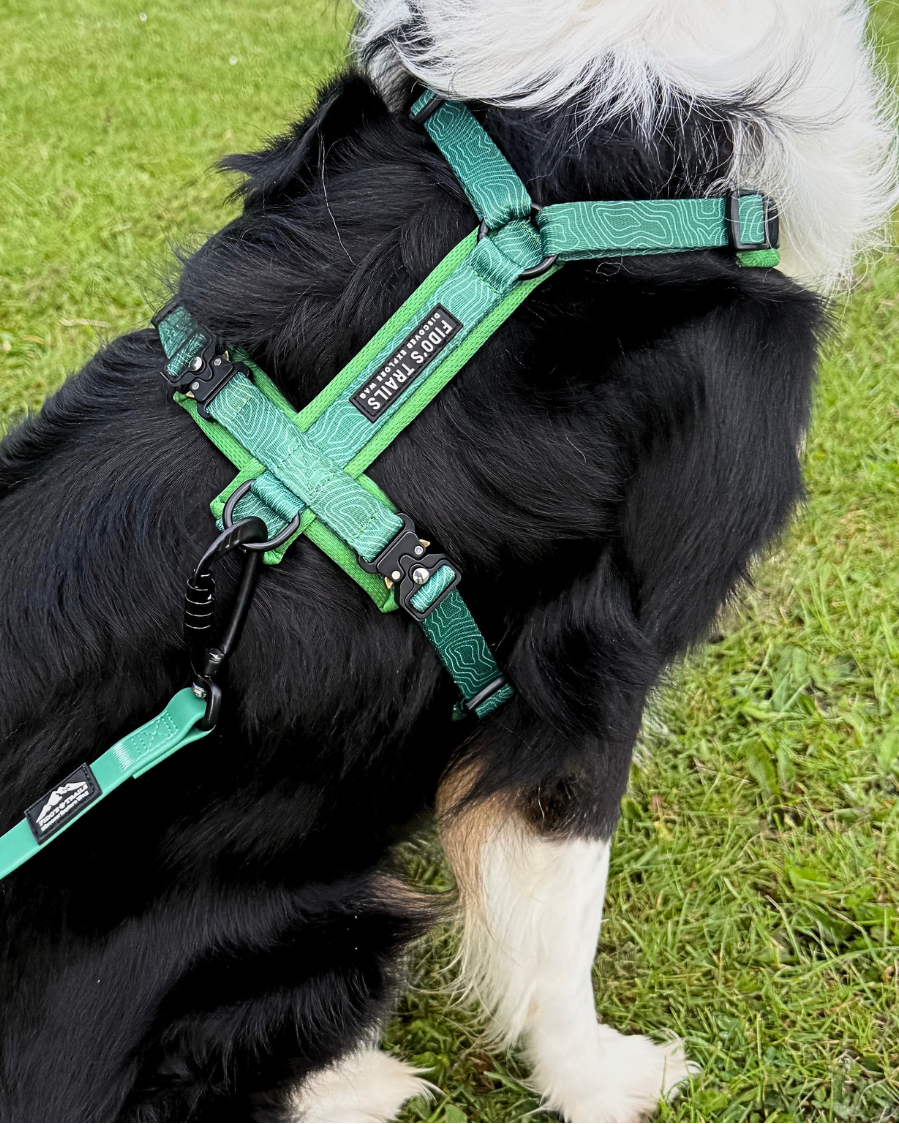 Dog wearing a green harness on a grassy field