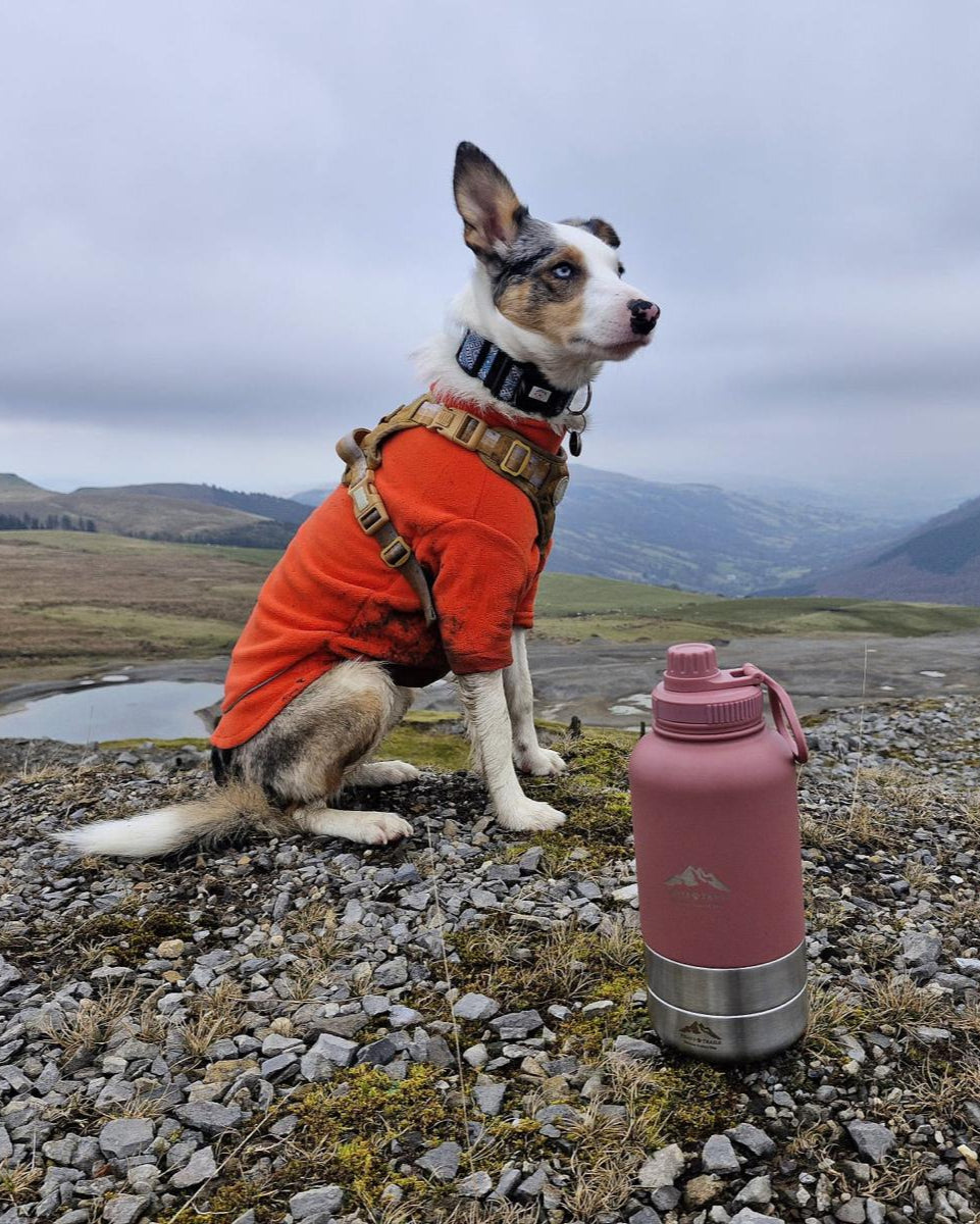 Dog next to Rosewood 3-in-1 water bottle during outdoor adventure