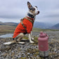 Fido's Trails 3-in-1 Water Bottle with Detachable Bowls – For Dogs & Owners, 1 Litre Rosewood