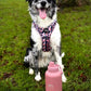 Fido's Trails 3-in-1 Water Bottle with Detachable Bowls – For Dogs & Owners, 1 Litre Rosewood