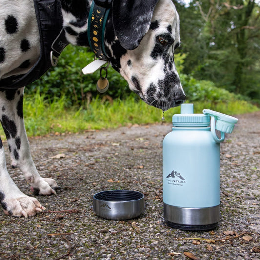 Dog drinking from detachable bowl of Coastal Blue 3-in-1 water bottle outdoors