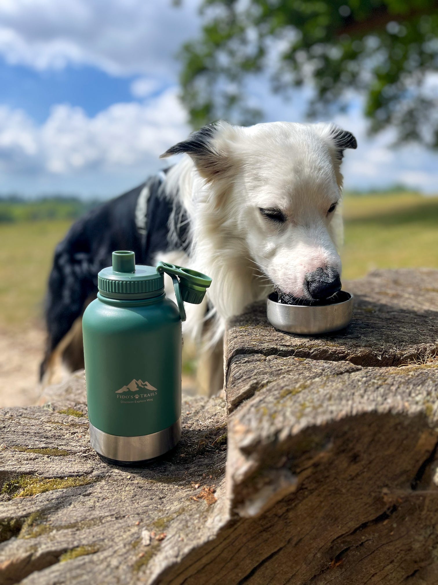 Dog drinking from portable 3-in-1 water bottle during outdoor walk