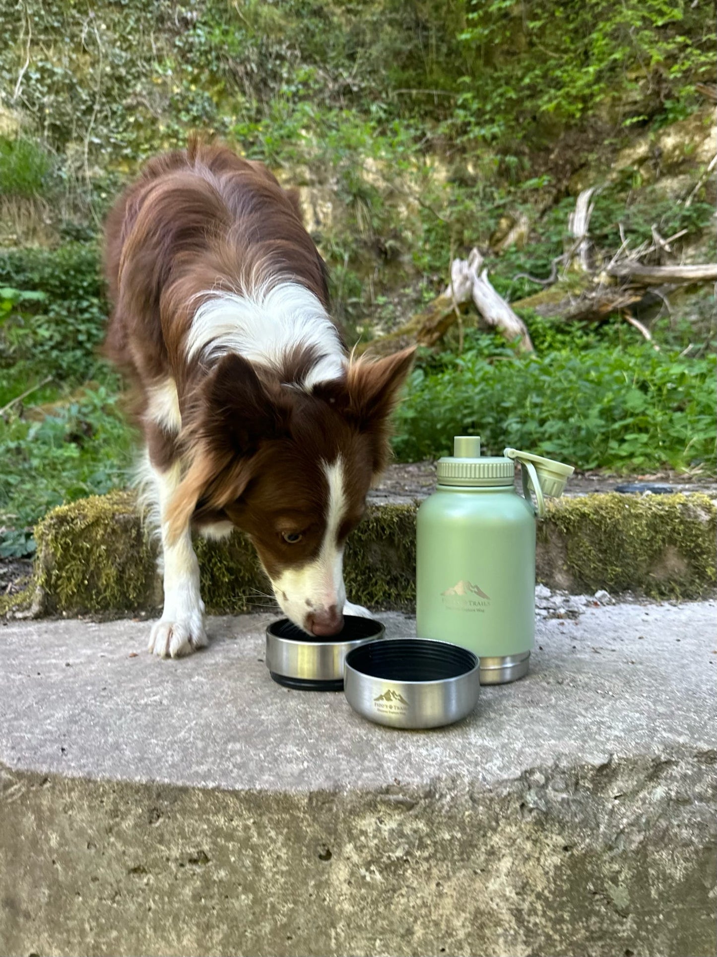 Dog drinking from detachable bowl of Sage 3-in-1 water bottle outdoors