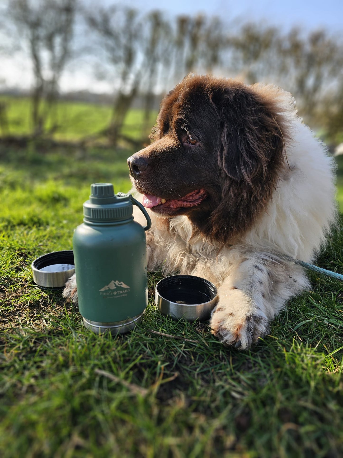 Dog resting next to 3-in-1 water bottle during outdoor walk