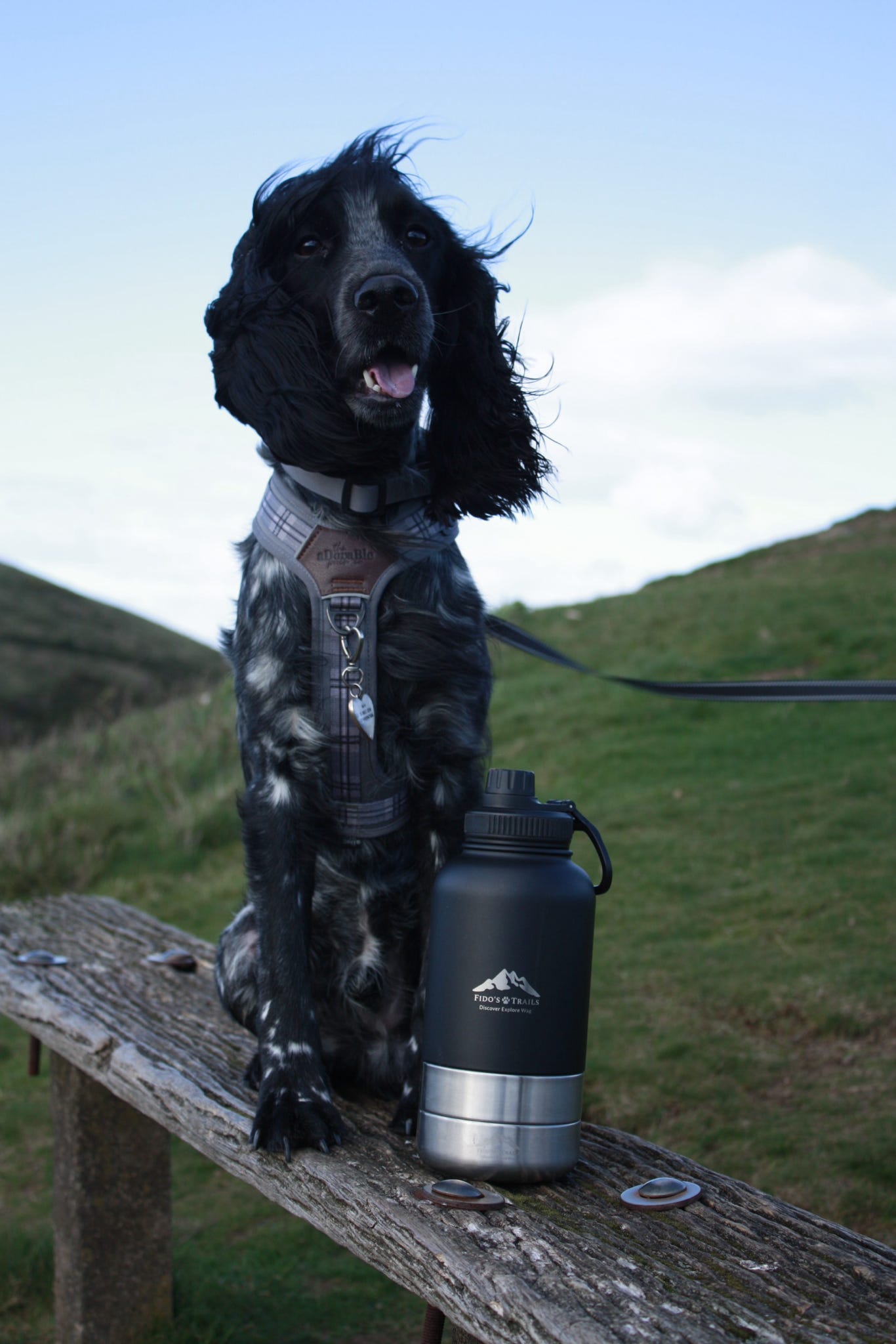 Dog sitting next to Black 3-in-1 water bottle during outdoor adventure