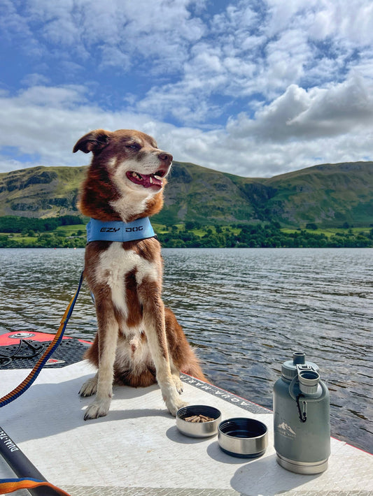 Dog sitting next to Mountain Grey 3-in-1 water bottle during outdoor adventure by lake
