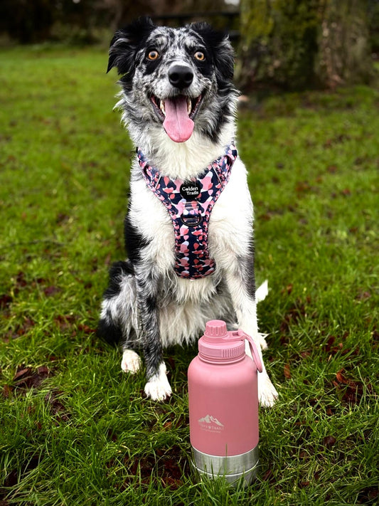 Dog sitting next to Rosewood 3-in-1 water bottle during outdoor walk