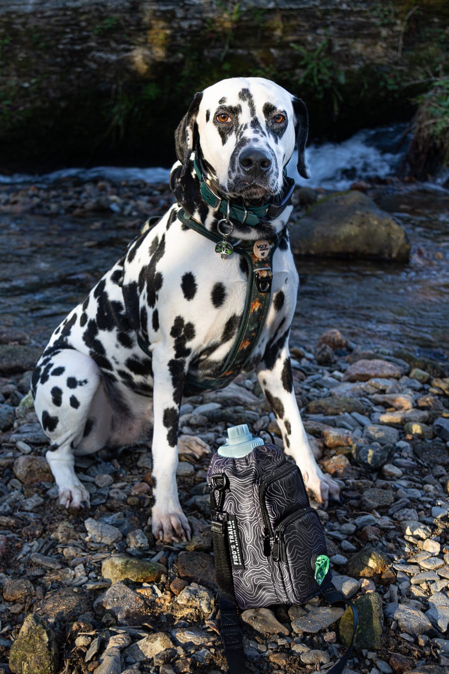Dog wearing hands-free crossbody water bottle bag during walk, ideal for carrying essentials outdoors