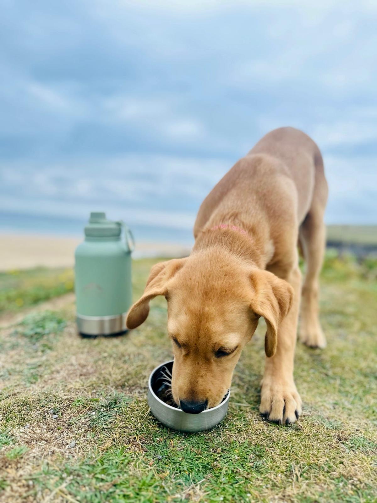 Fido's Trails 3-in-1 Water Bottle with Detachable Bowls – For Dogs & Owners, 1 Litre Sage