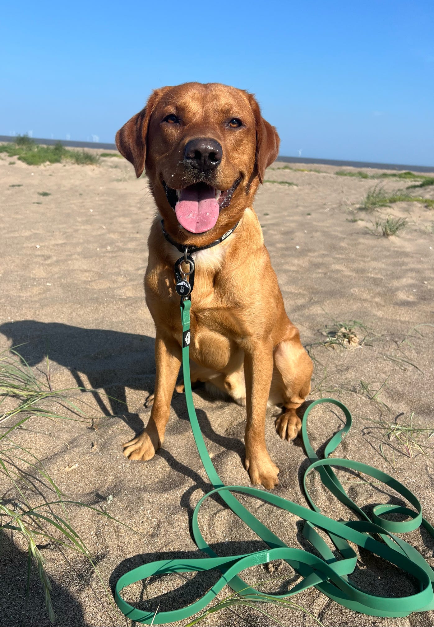 Dog on long lead at the beach, perfect for training, recall and outdoor adventures