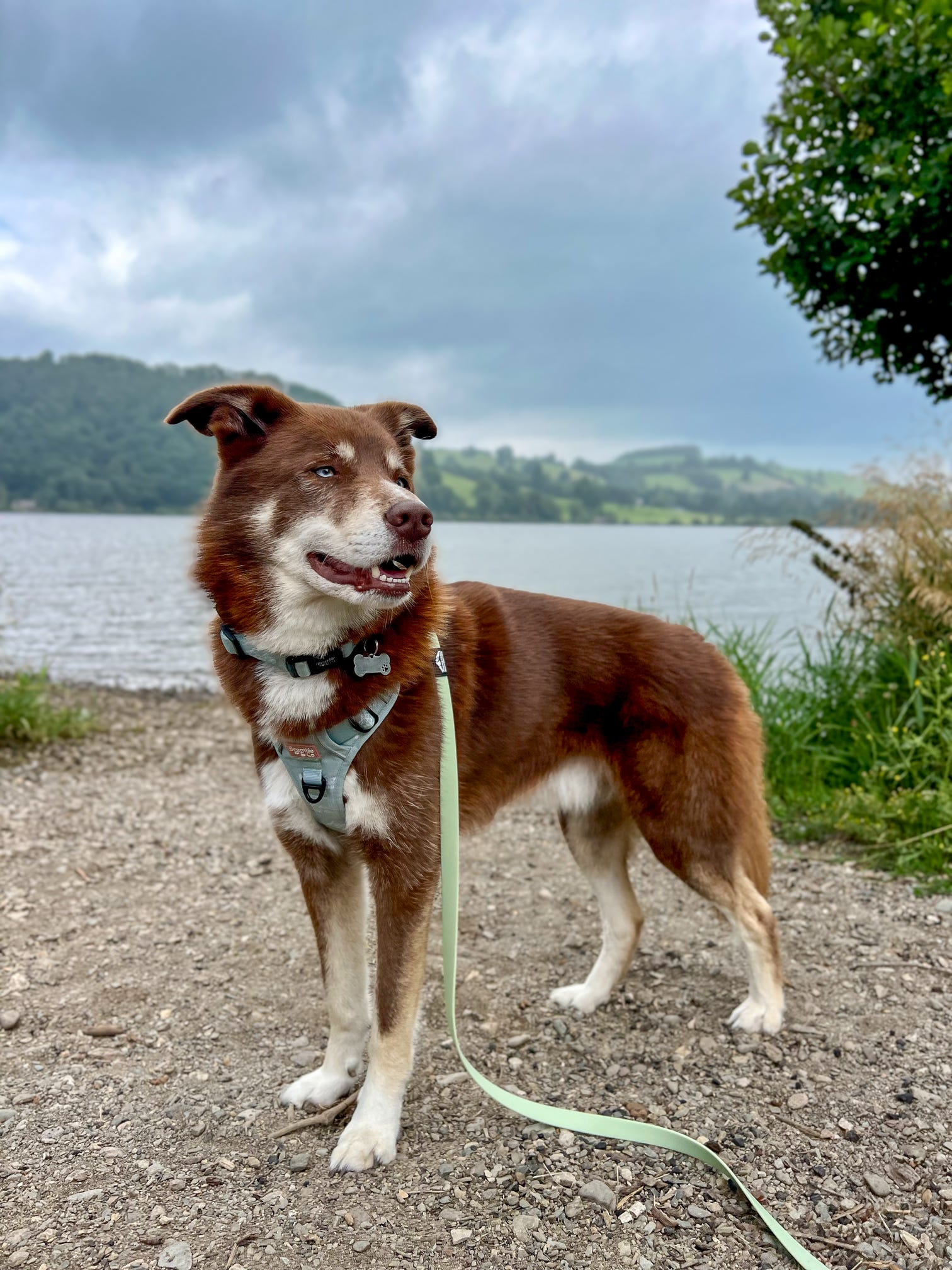 Dog using long line training lead outdoors, ideal for recall training and controlled walks